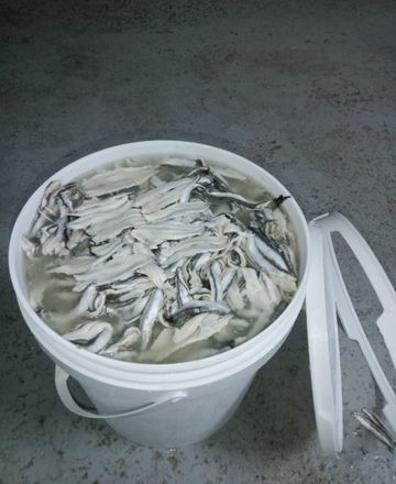 Anchois